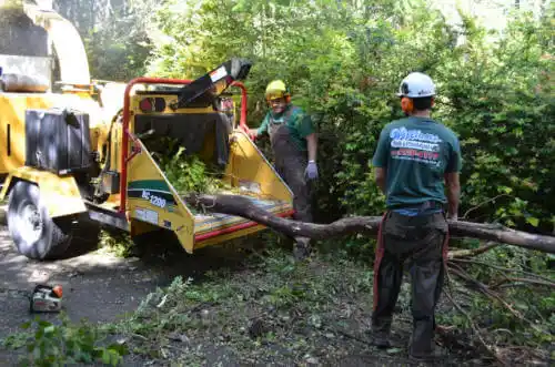 tree services Dasher